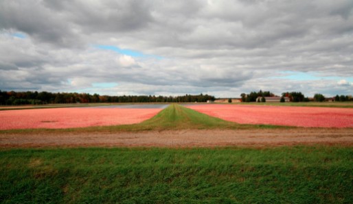 Cranberries at Harvest Time - Warrens, Wisconsin