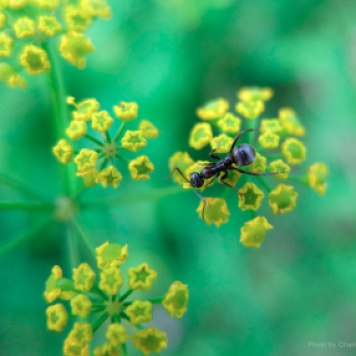 A small black ant crawling on golden alexanders.