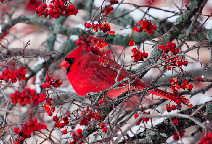 A bright red cardinal perched in a tree of red berries. Snow in the background.