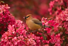 Cedar waxwing perched in a flowering crab with pink blossoms