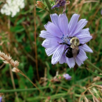 A bumblebee perched on a chicory flower