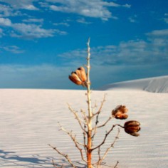 Dead yucca plant in white sand