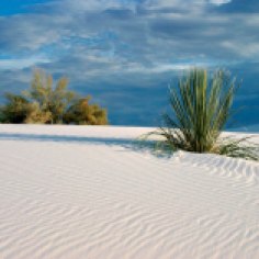 White sand with patterns - foliage