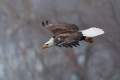 Bald Eagle, wings extended, in flight at Cassville, Wisconsin
