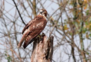 A juvenile red-tailed hawk perched on a dead tree