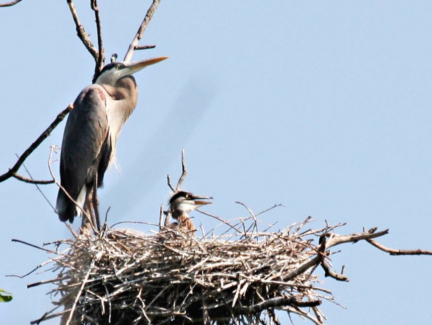 Heron chick in nest with parent standing.