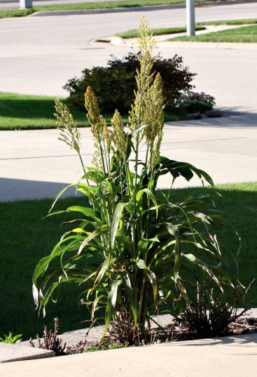 Millet plant in my flower bed