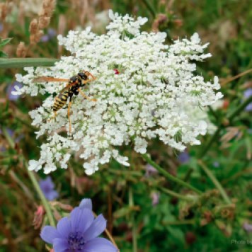 A hornet perched on top of a Queen Anne's Lace flower.