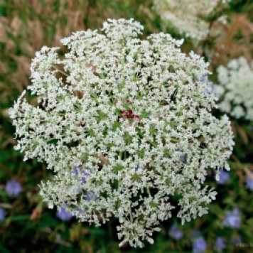 Full resolution top shot of Queen Anne's Lace
