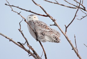 Snowy owl perched in a tree branch looking at the camera.