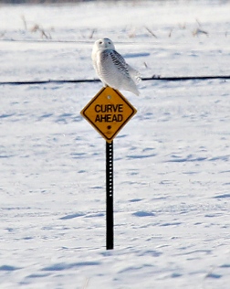 Snowy Owl on a Snow Mobile Sign