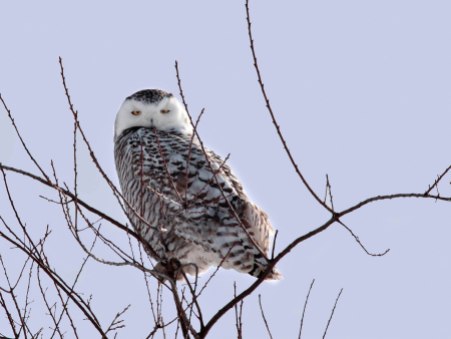 Snowy Owl Near Janesville, Wisconsin